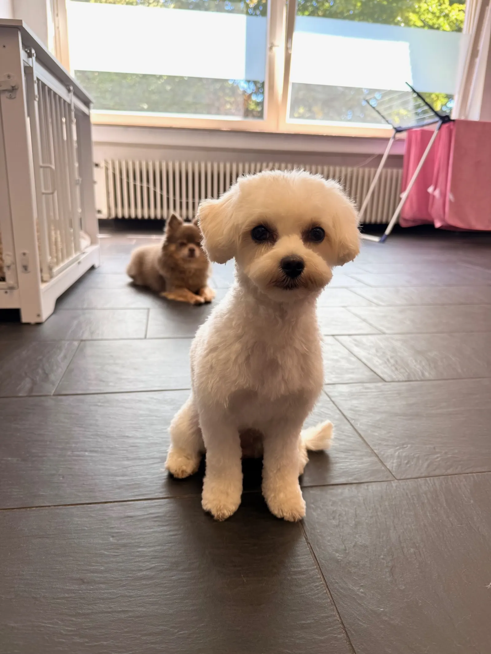 Weißer Bichon nach der Pflege, im Hintergrund ein zweiter Hund