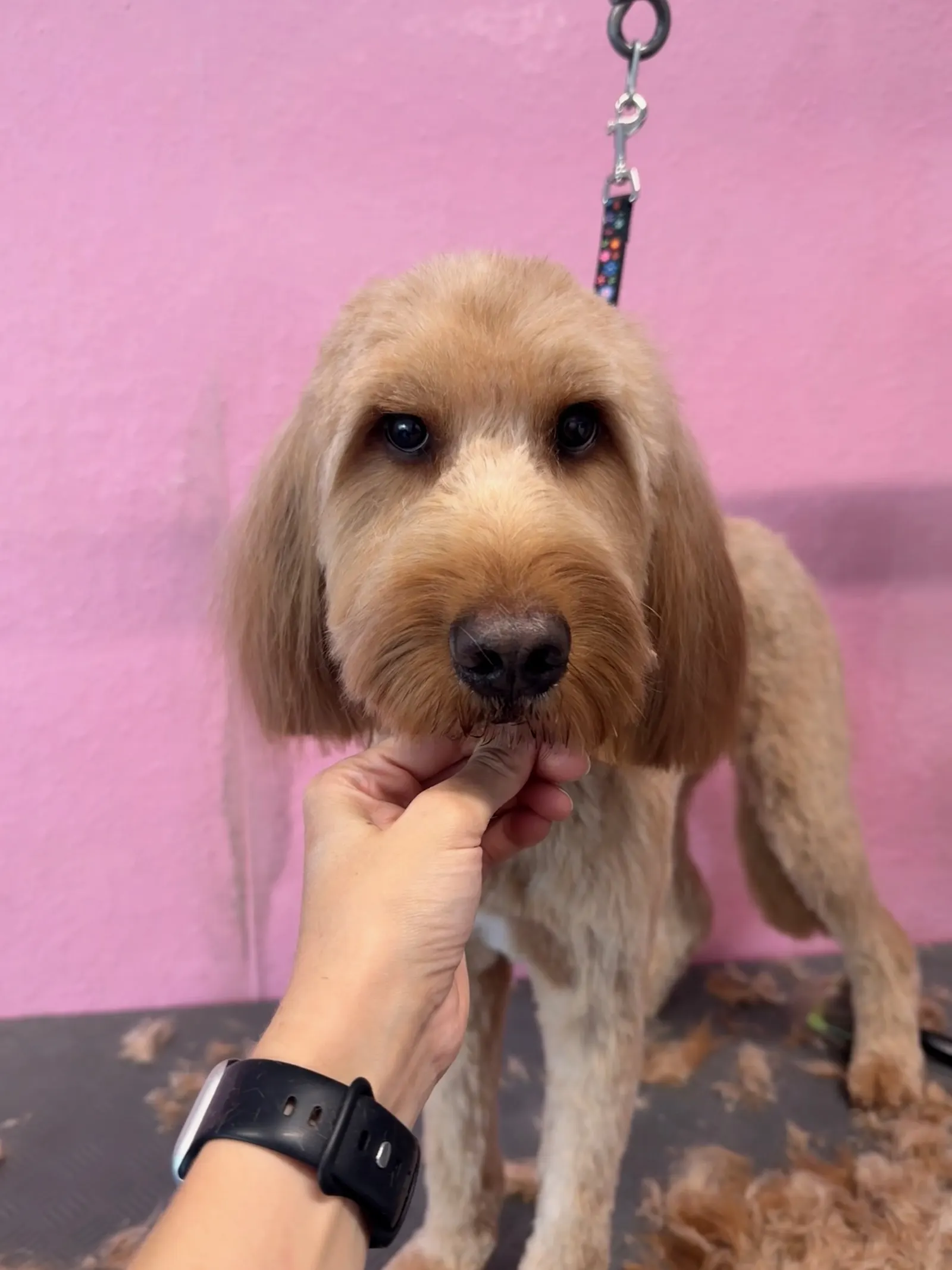 Goldendoodle wird beim Schneiden am Kinn gestützt