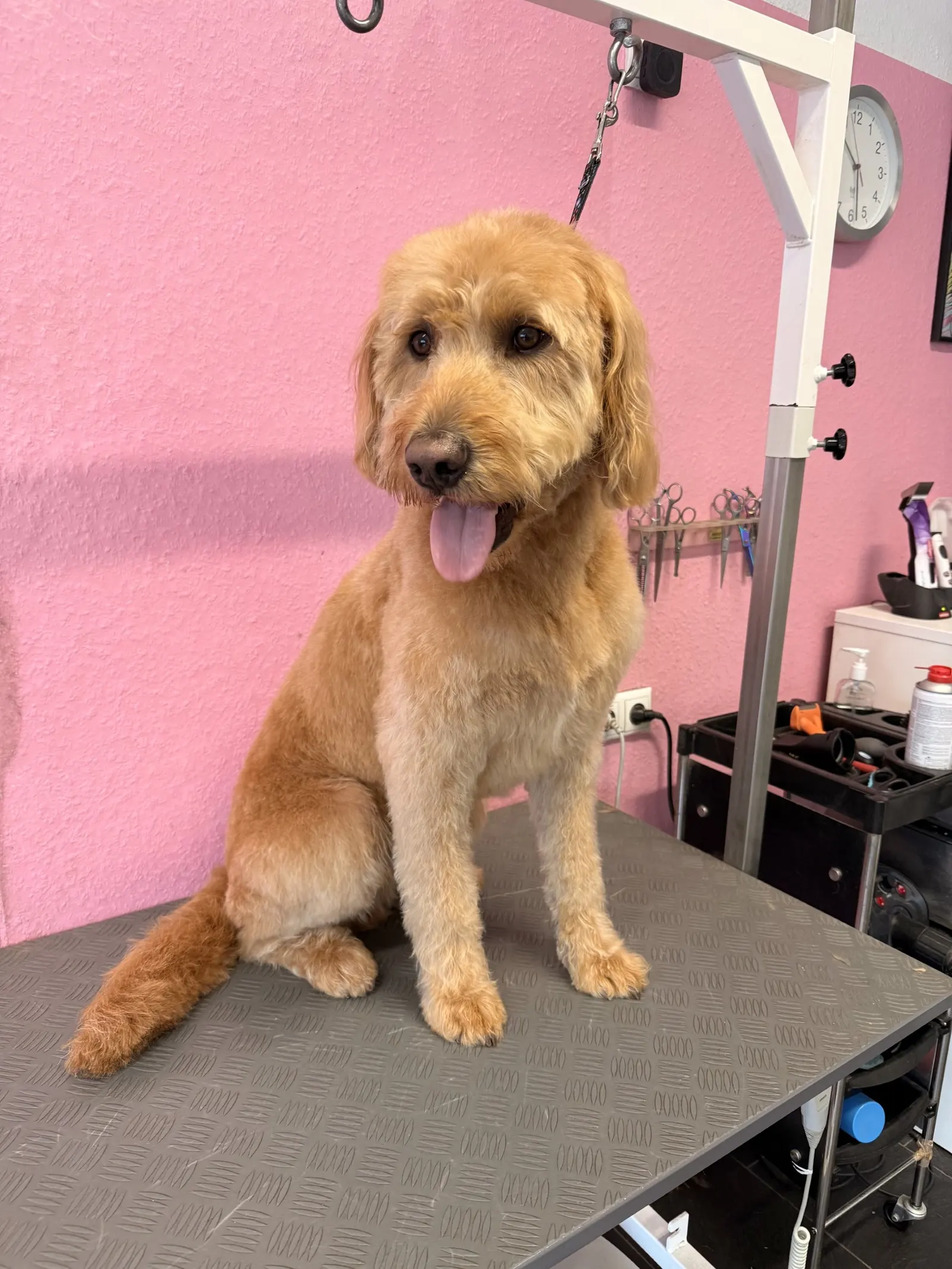 Goldendoodle auf dem Schertisch, im Hintergrund das Werkzeug des Salons