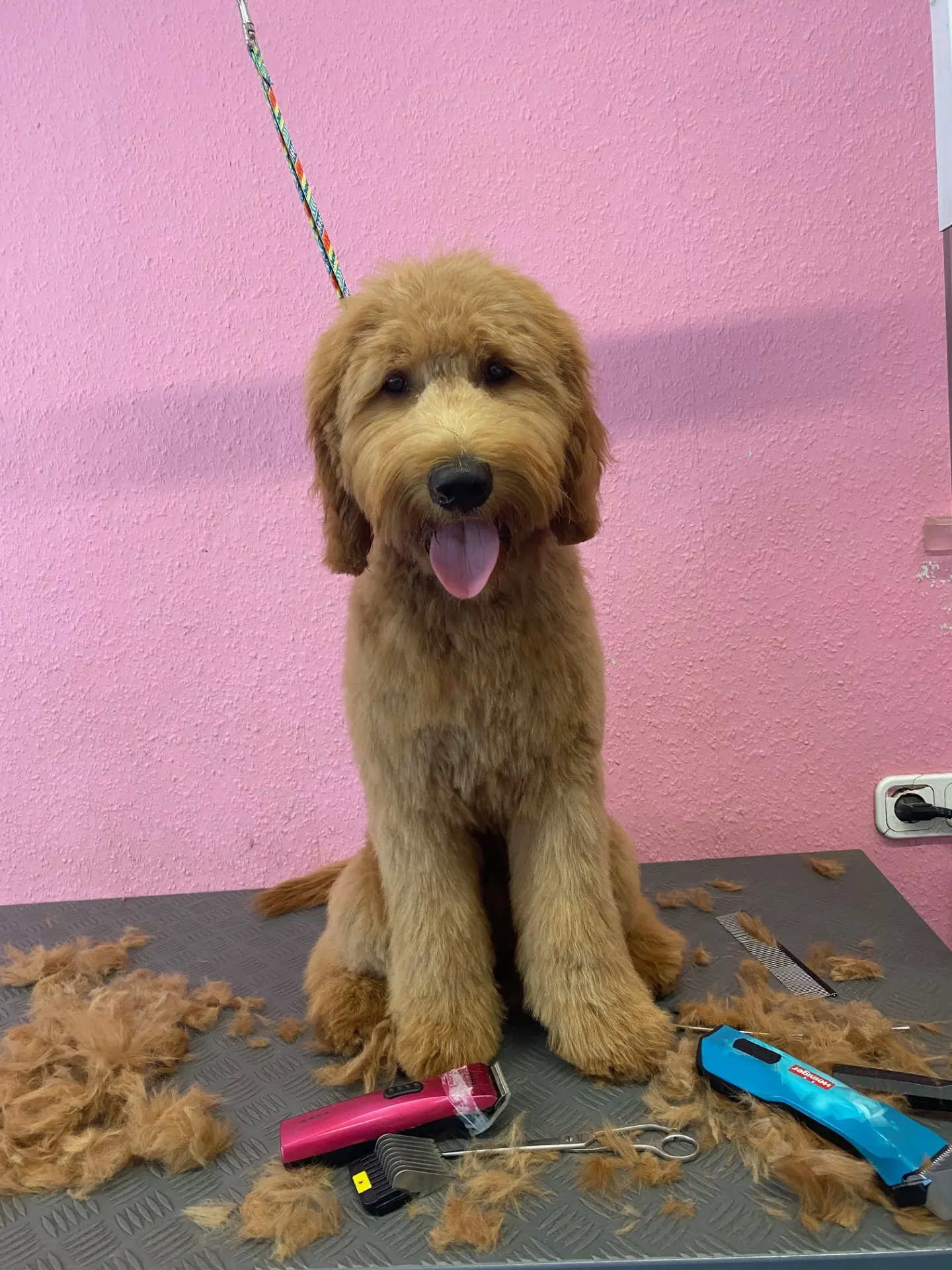 Junger Goldendoodle auf dem Schertisch, daneben Schermaschinen und Kamm